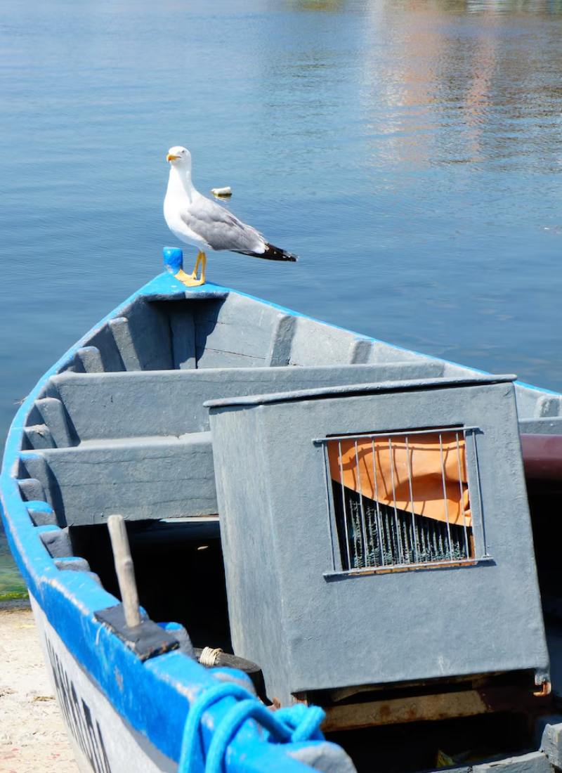 SailAway — ваш надійний партнер у водних пригодах